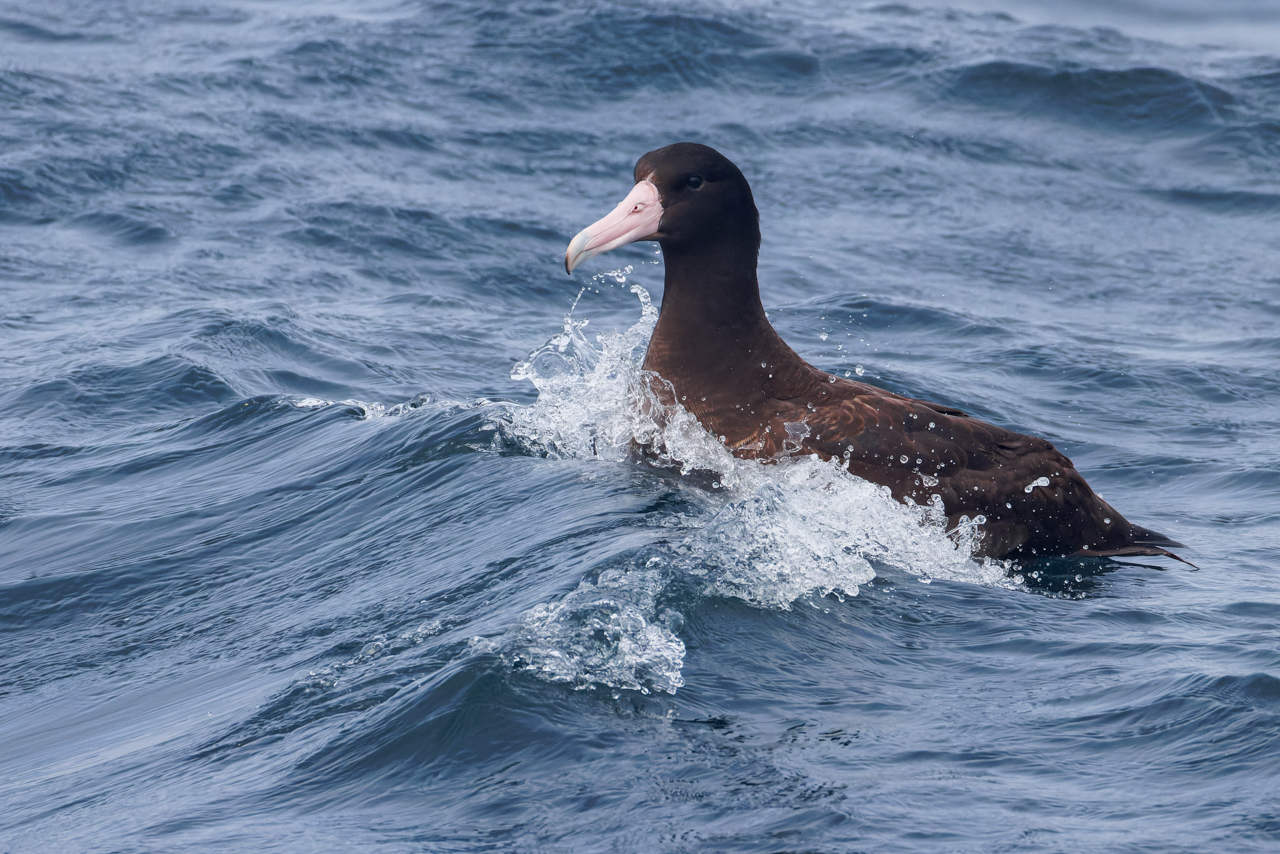 Short-tailed Albatross