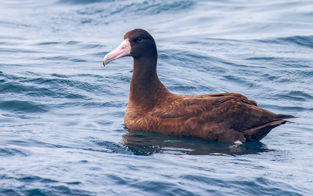 Short-tailed Albatross