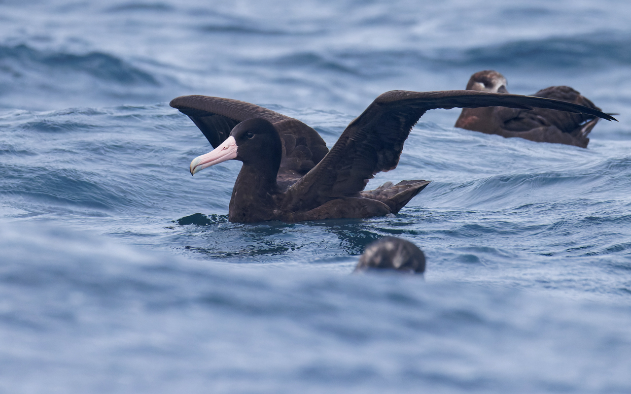 Short-tailed Albatross
