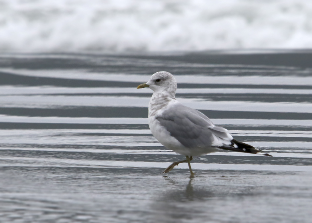 Short-billed Gull