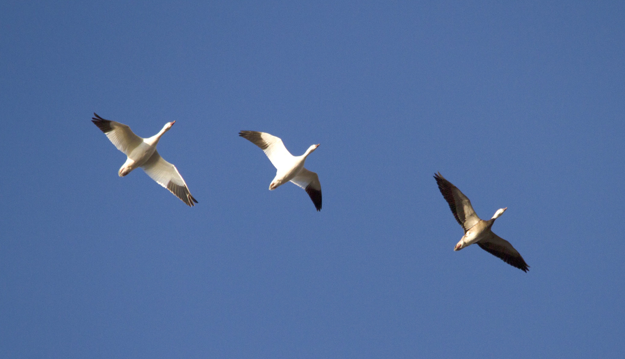 Snow Geese