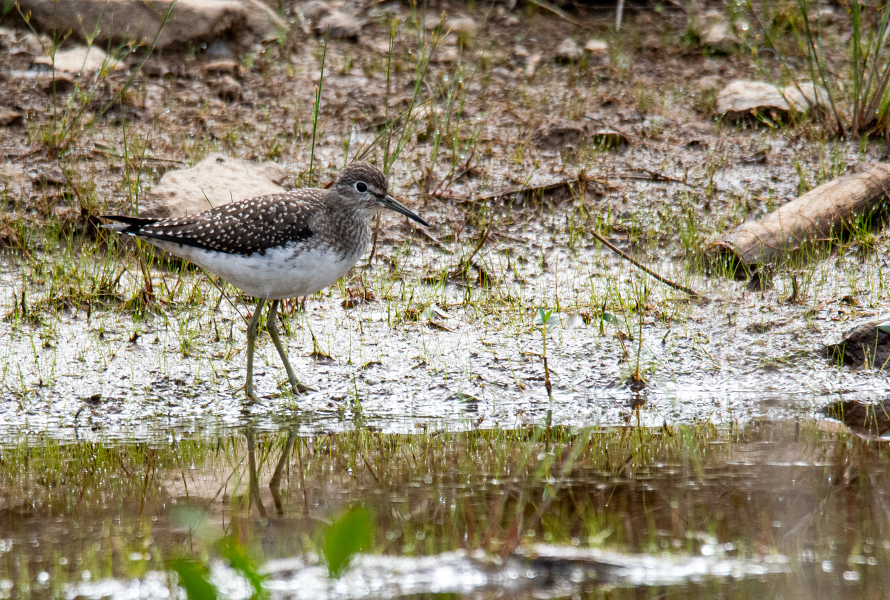 Solitary Sandpiper