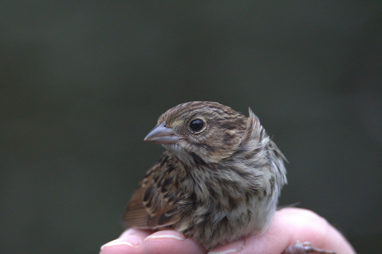 Song Sparrow in Hand