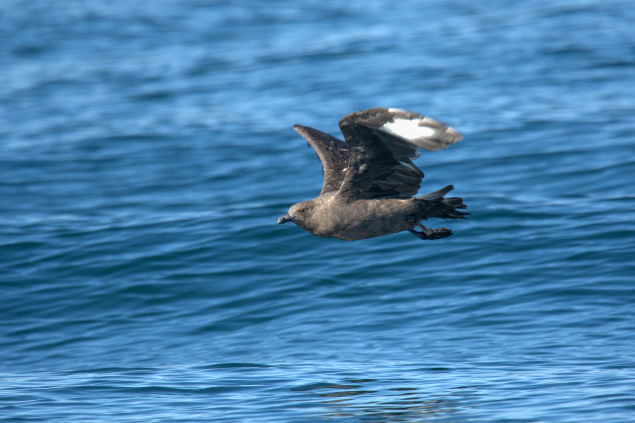 South Polar Skua