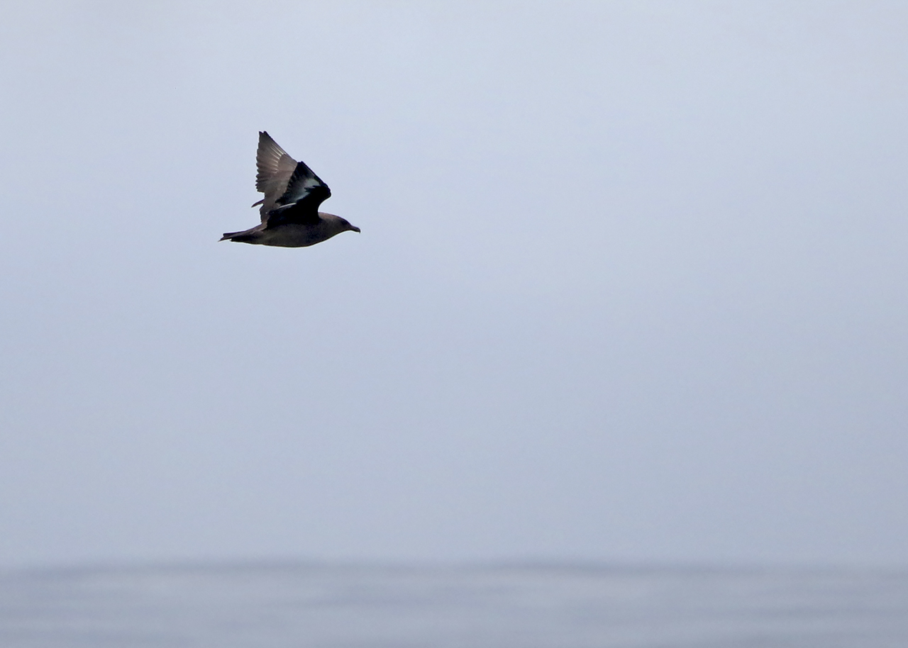 South Polar Skua