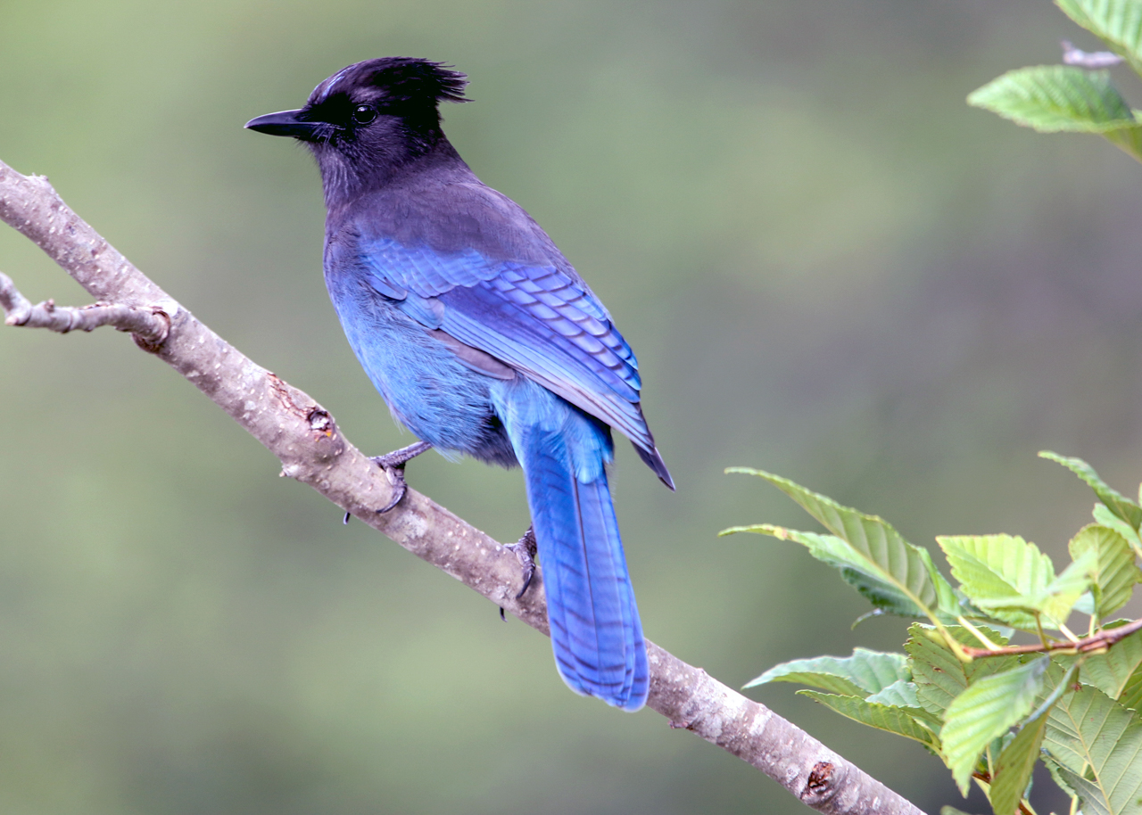 Steller's Jay