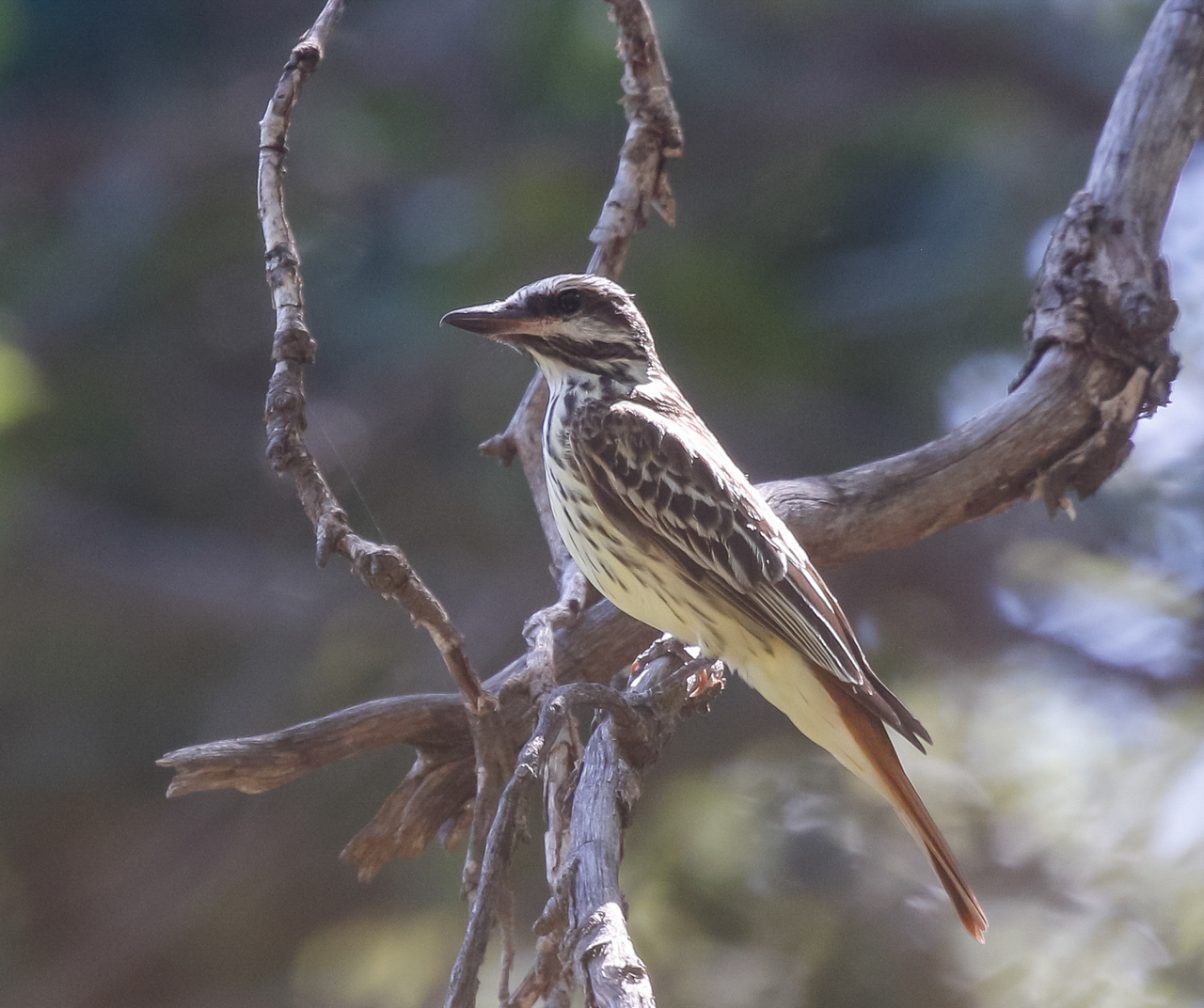 Sulphur-bellied Flycatcher