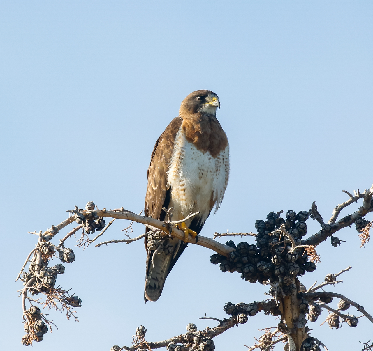 Swainson's Hawk