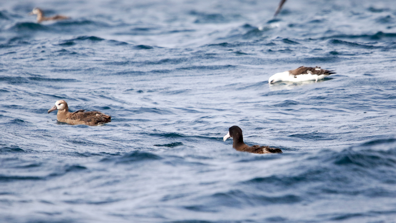 Three species of Albatross 