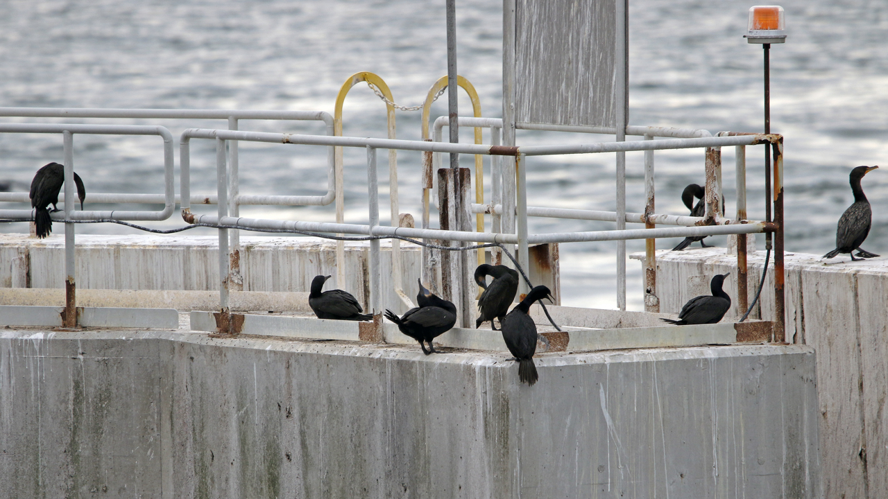 Three species of Cormorants - Pelagic (L), Double-crested (R) and Brandt’s Cormorants