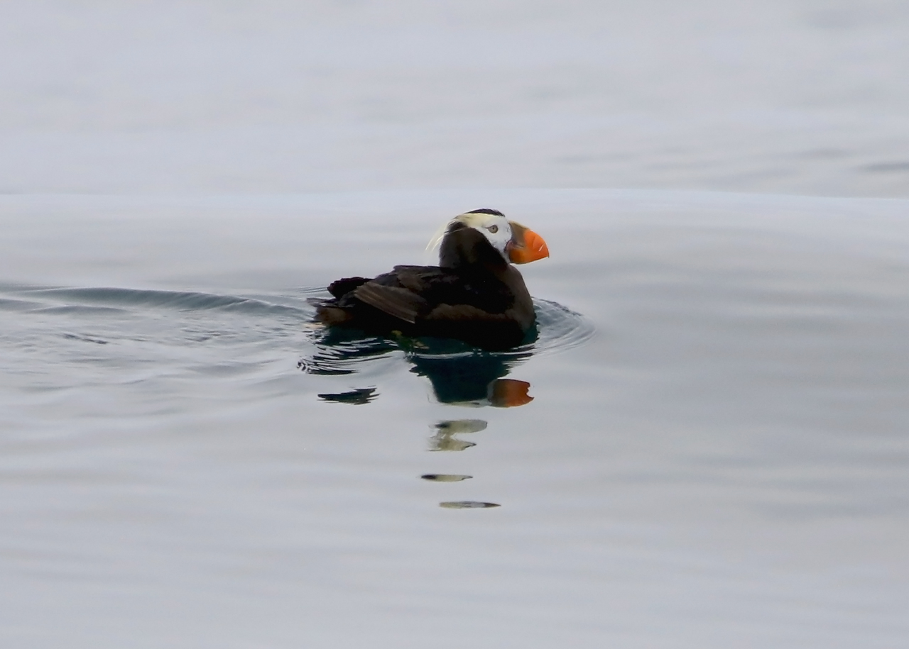 Tufted Puffin
