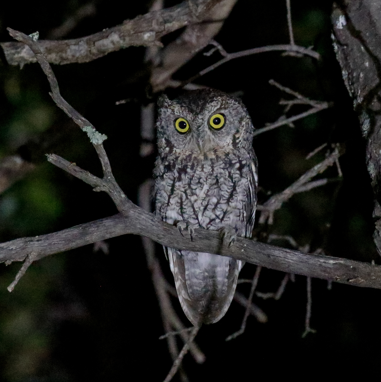Whiskered Screech-Owl