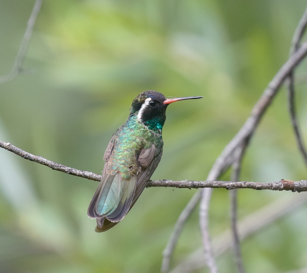 White-eared Hummingbird