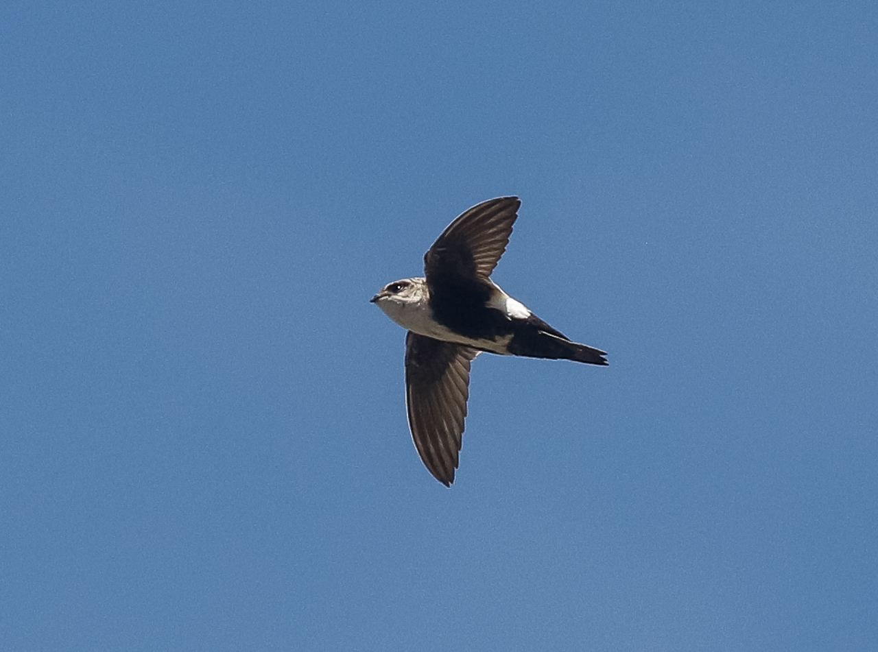 White-throated Swift