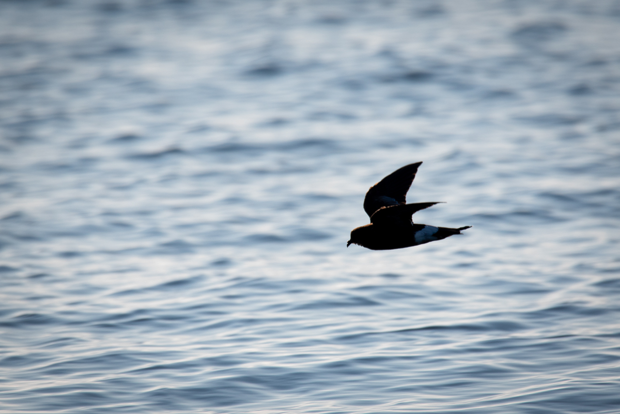 Wilson's Storm-Petrel Silhouette