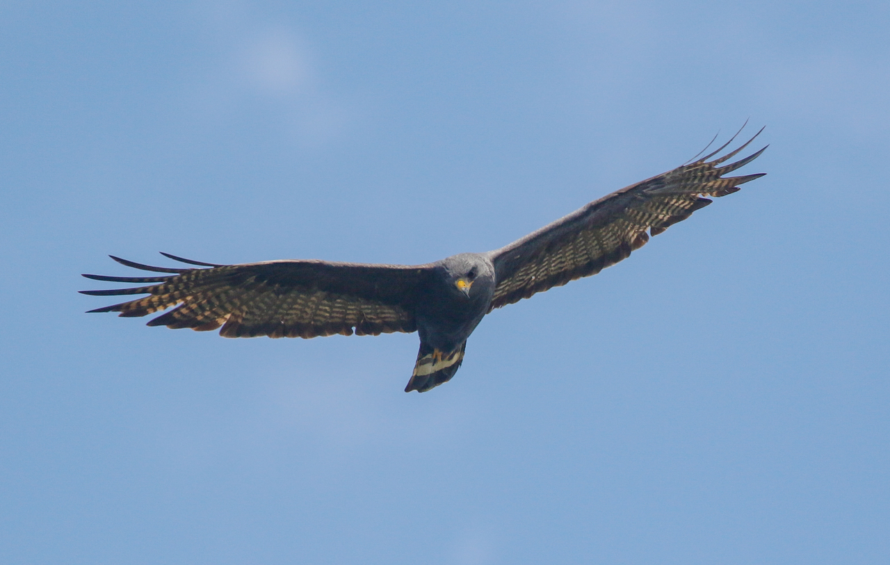 Zone-tailed Hawk