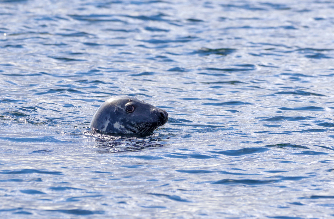 Gray Seal