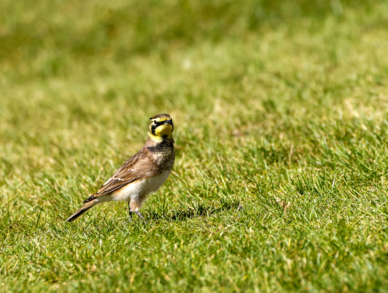 Horned Lark