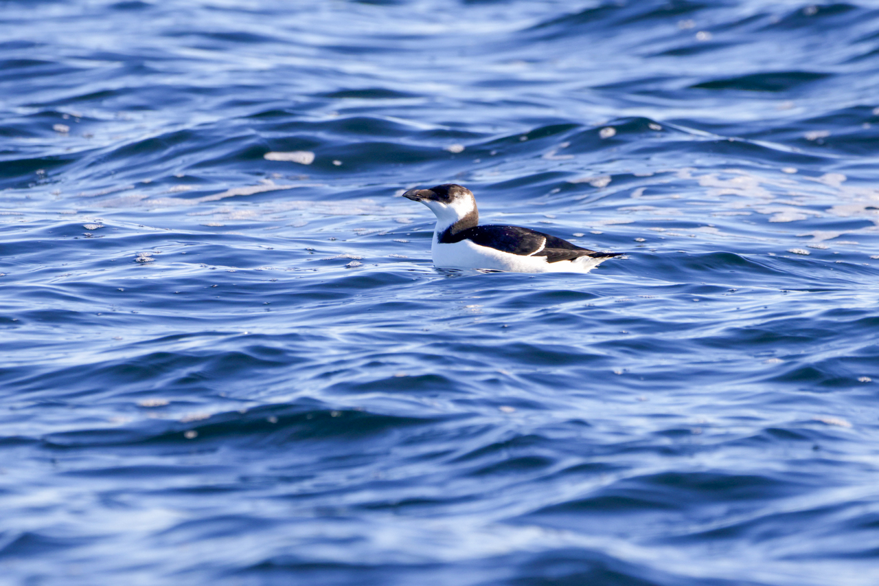 Razorbill