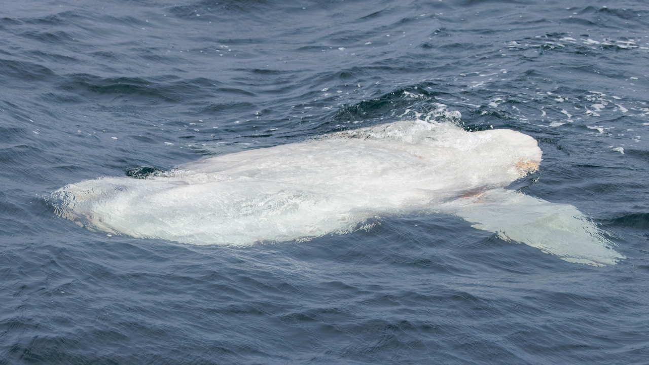 Ocean Sunfish
