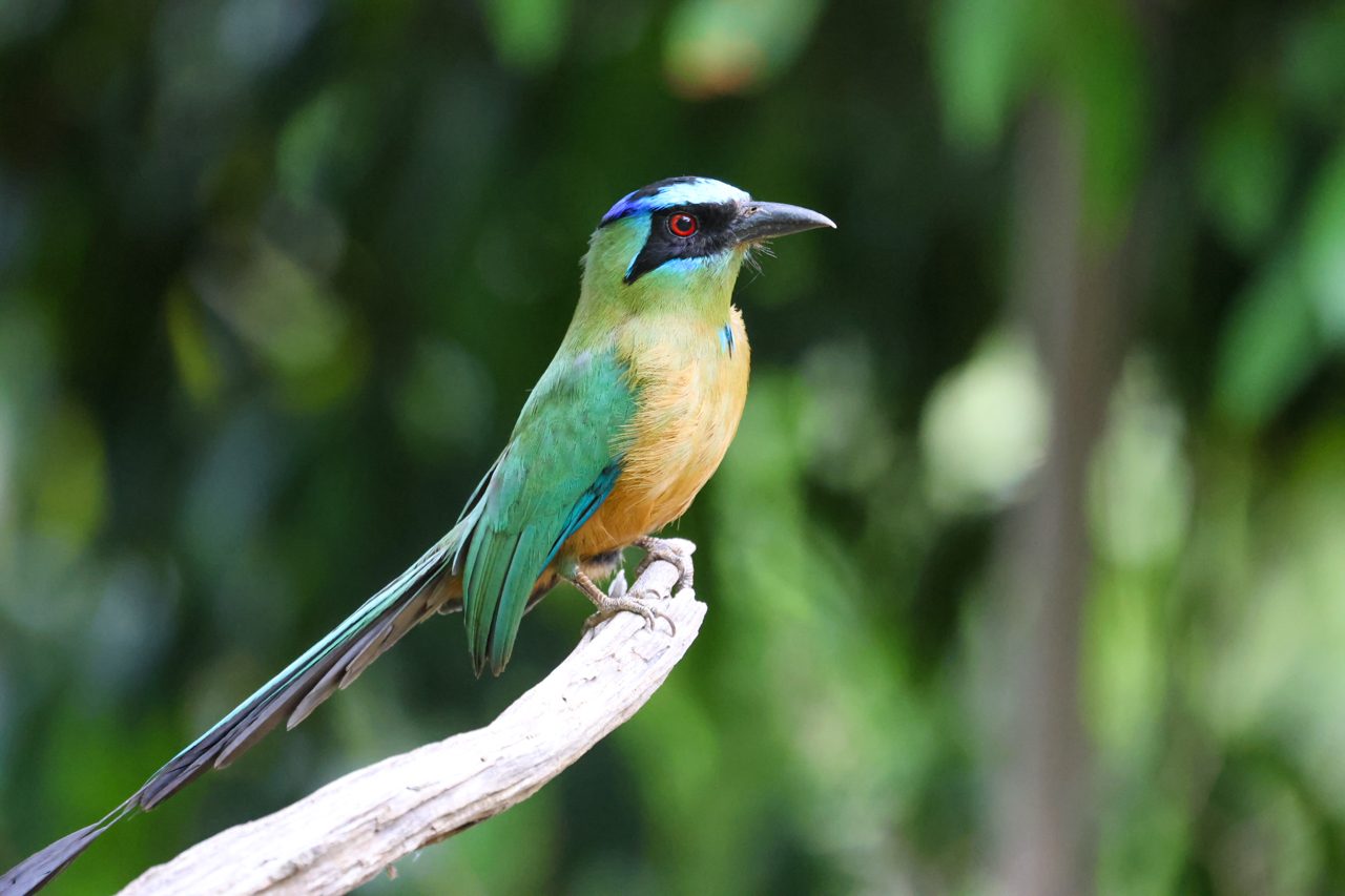 Amazon Motmot