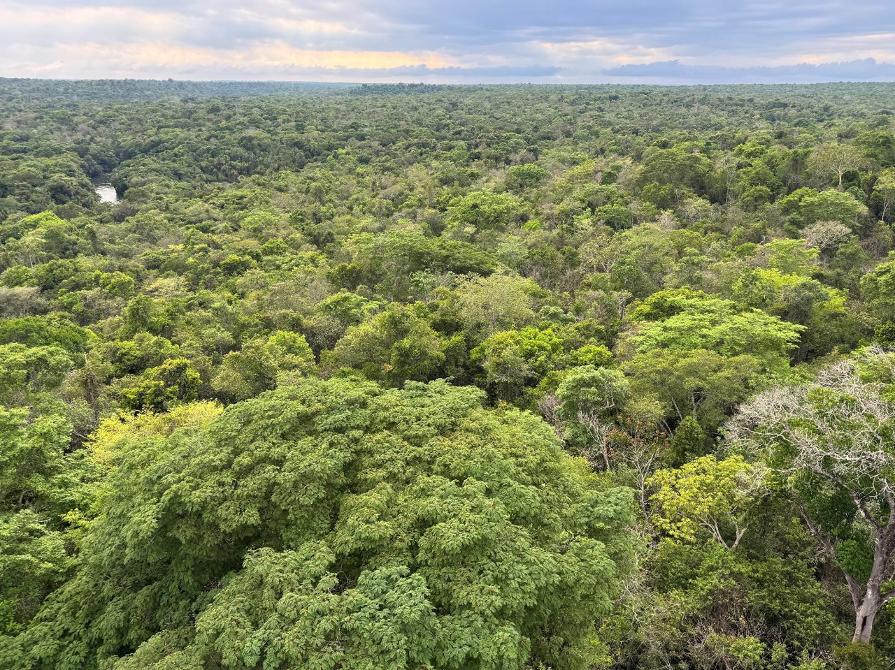 Amazon Rainforest