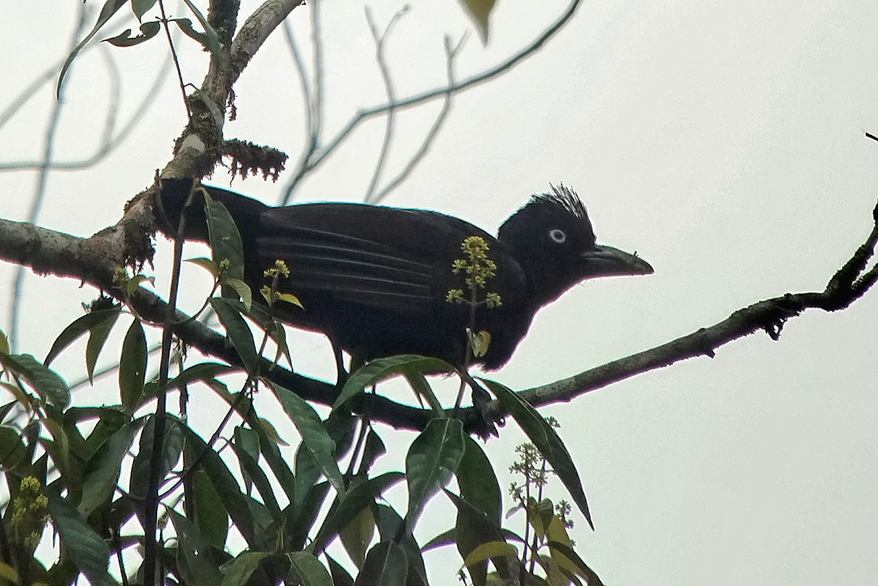 Amazonian Umbrellabird