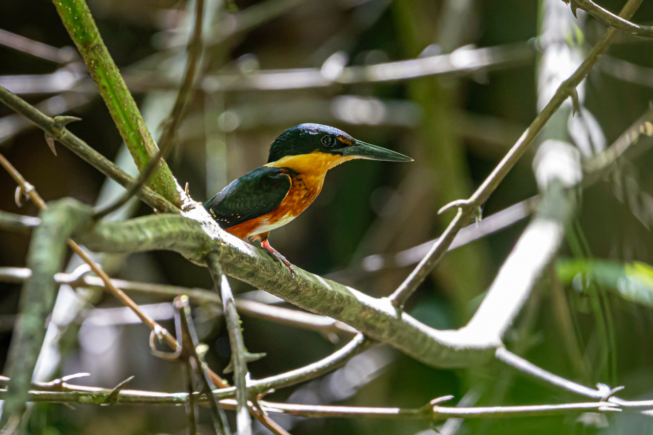 American Pygmy Kingfisher