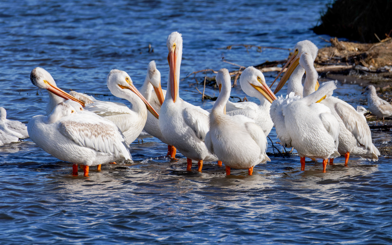 American White Pelicans