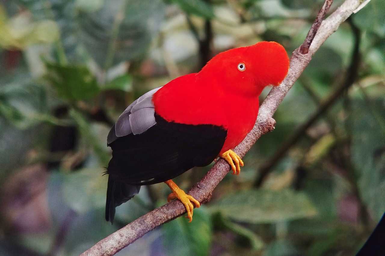 Andean Cock-of-the-Rock