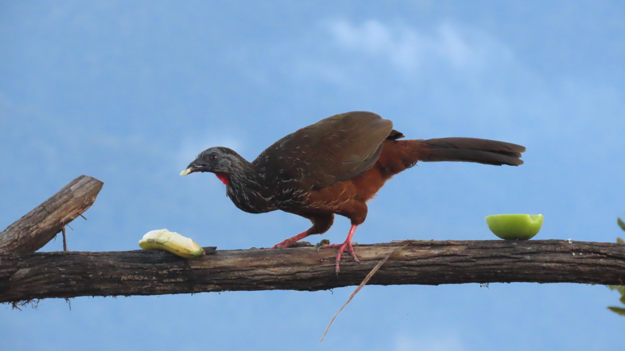 Andean Guan