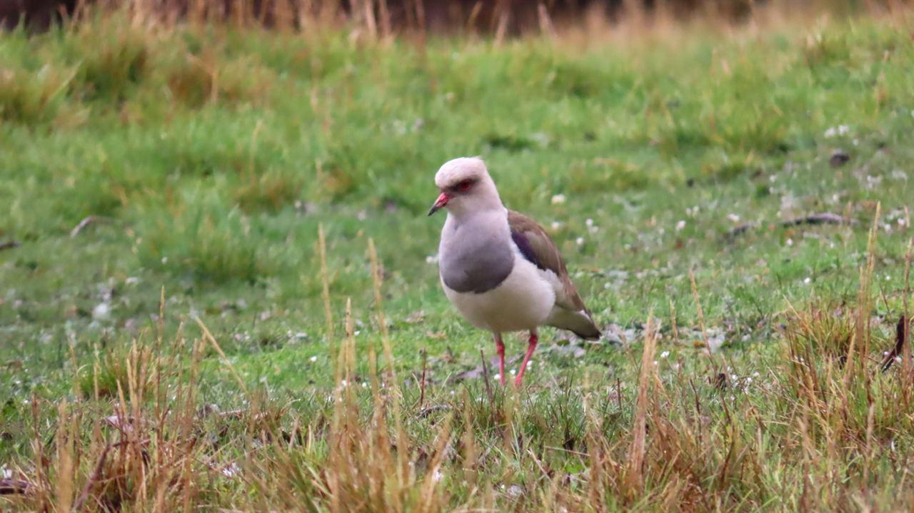 Andean Lapwing