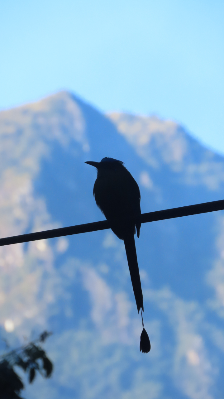 Andean Motmot