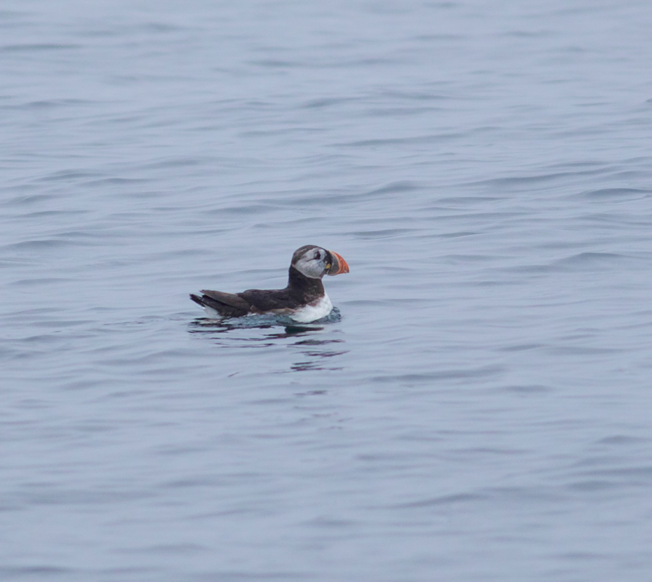 Atlantic Puffin 