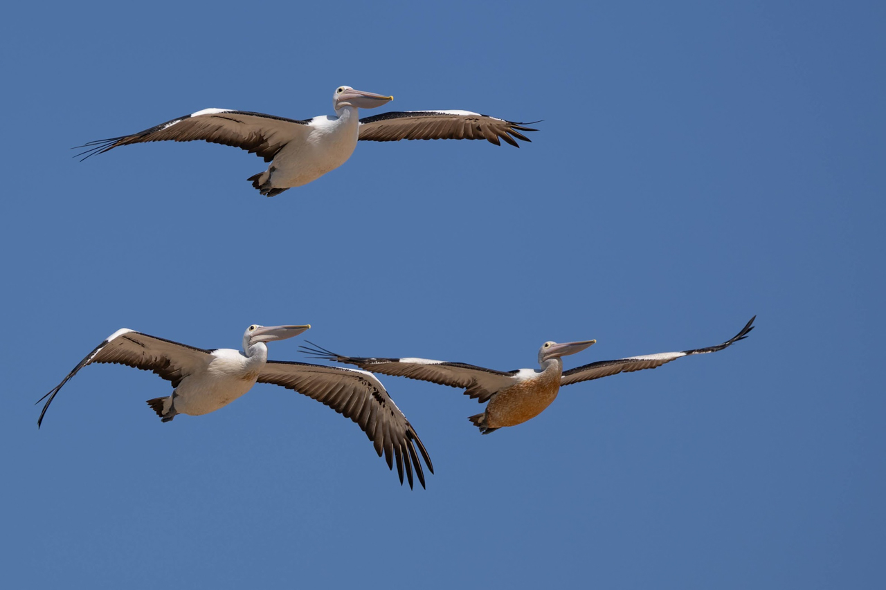 Australian Pelicans