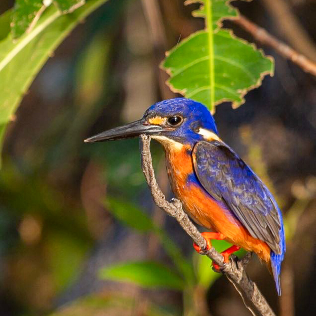 Azure Kingfisher