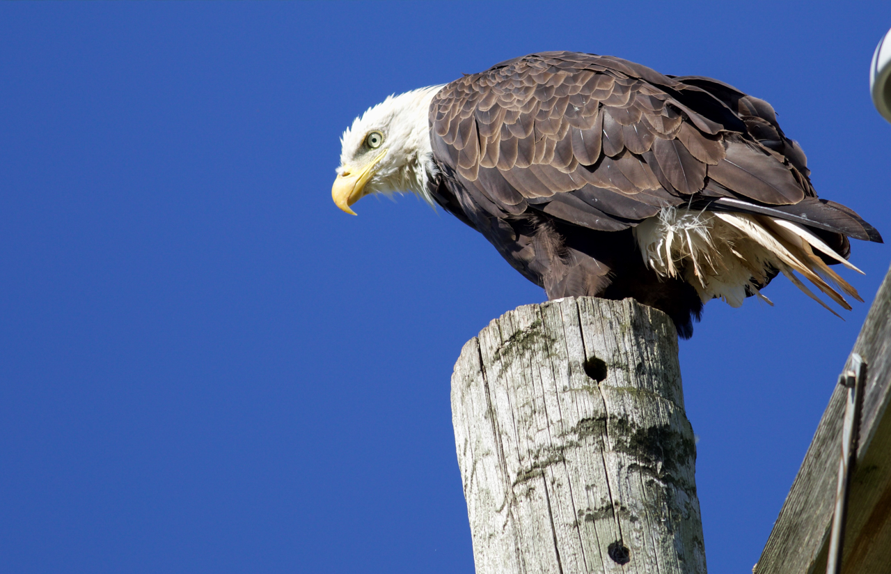 Bald Eagle