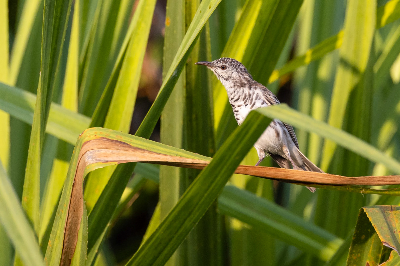 Bar-breasted Honeyeater