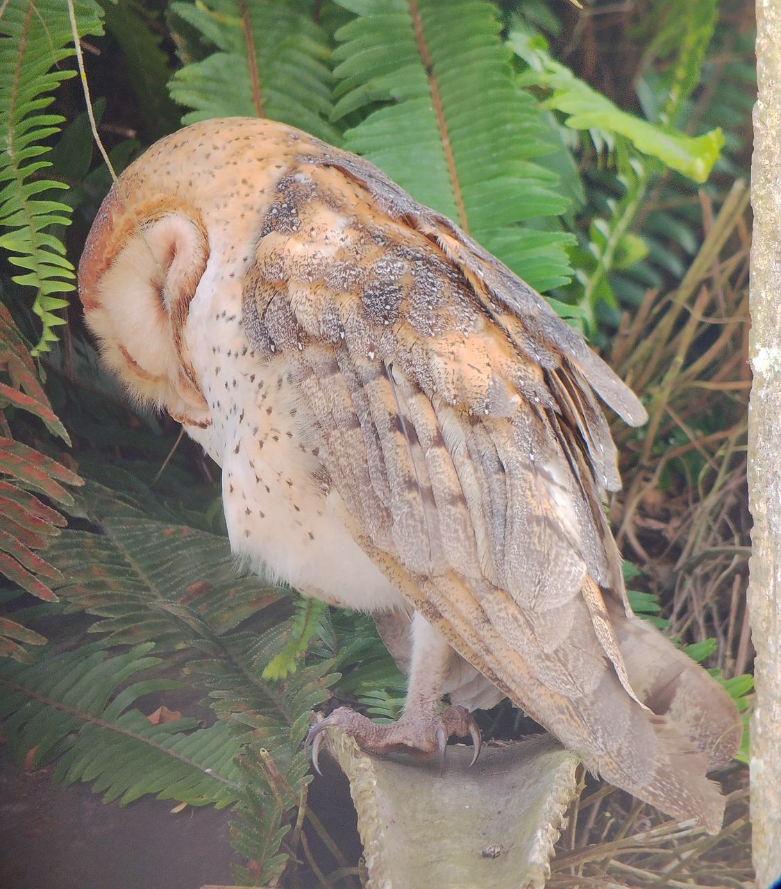 Barn Owl
