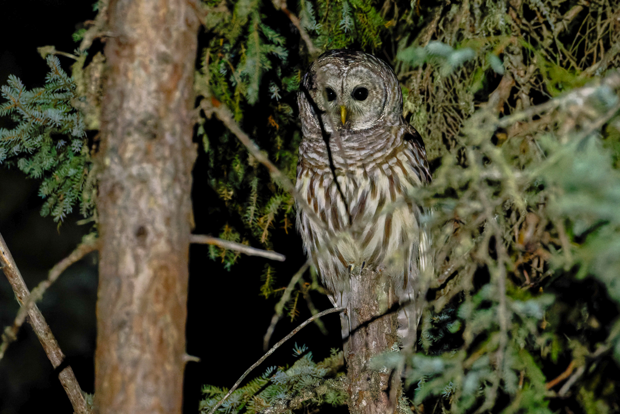 Barred Owl 