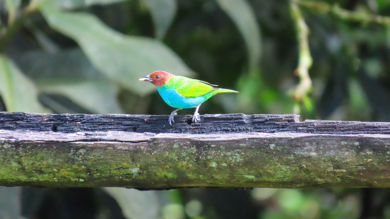 Bay-headed Tanager