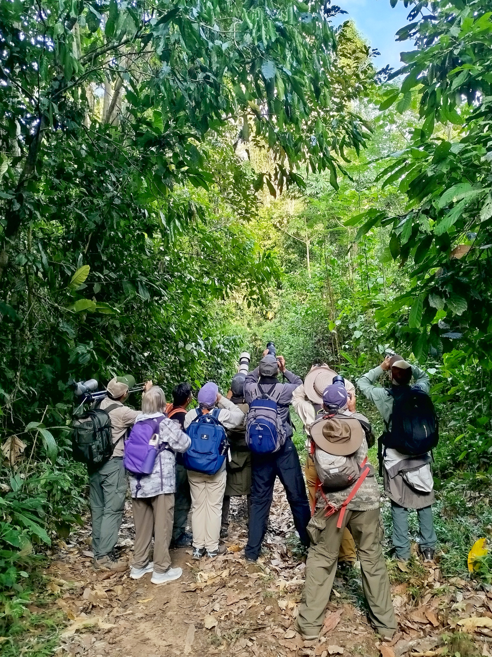 Birding in the Amazon