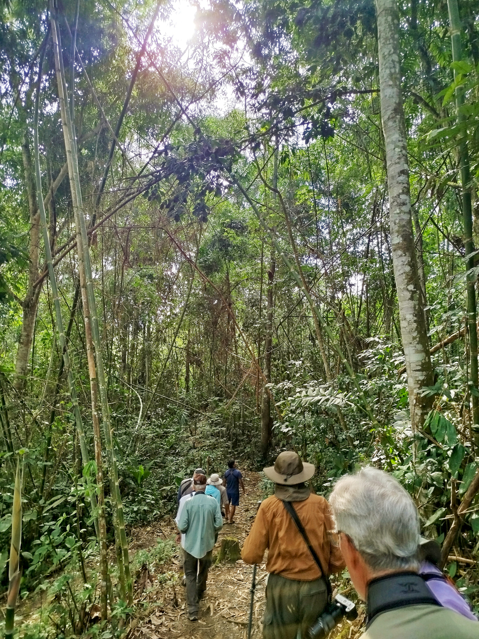 Birding Bamboo Forest