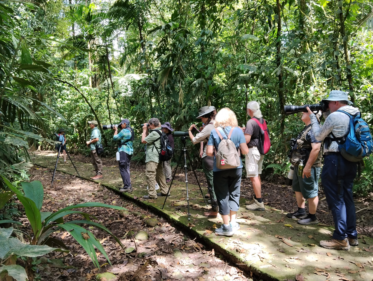 Birding La Selva