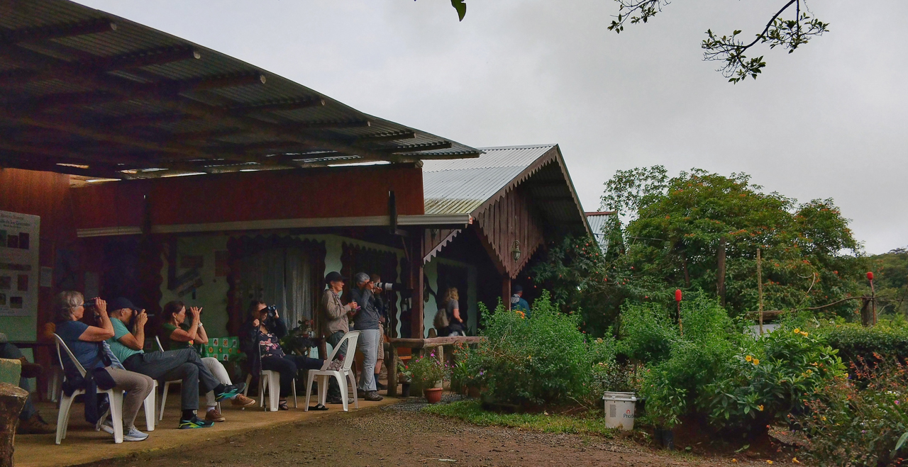 Birding at Romain's Feeders
