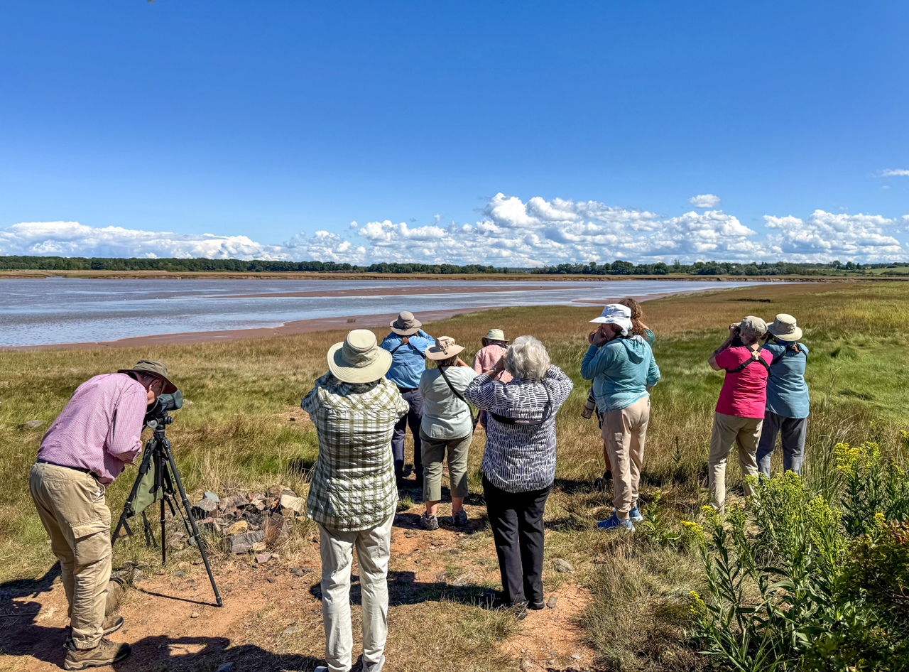 Birding 'shorebird island' at Horton Landing 