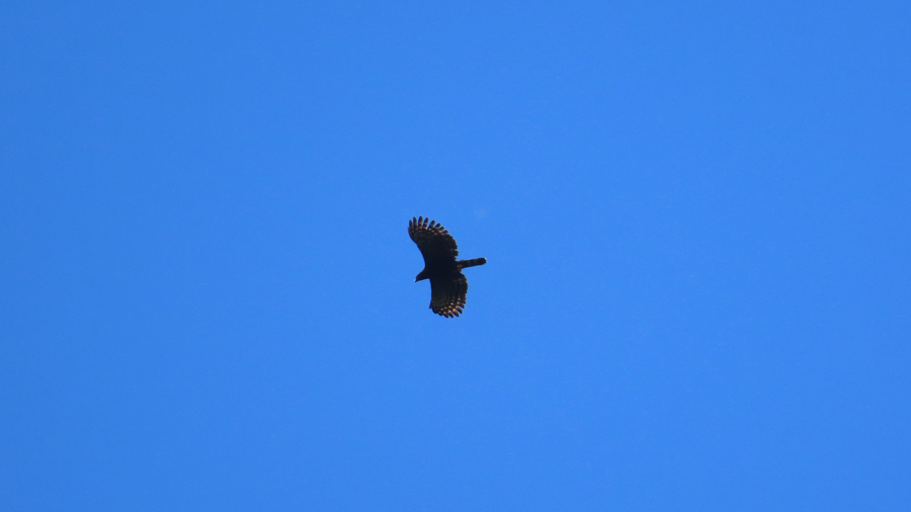 Black Hawk-Eagle