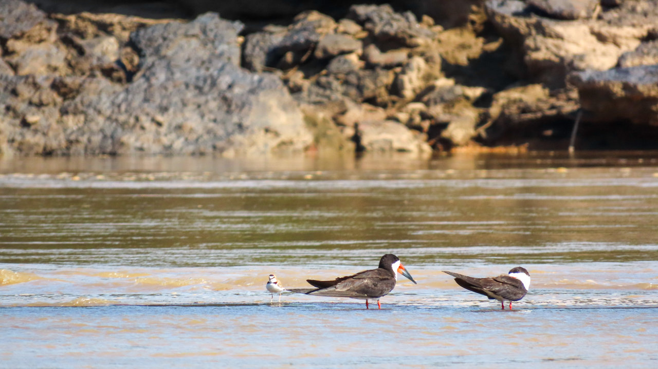 Black Skimmer and Collared Plover