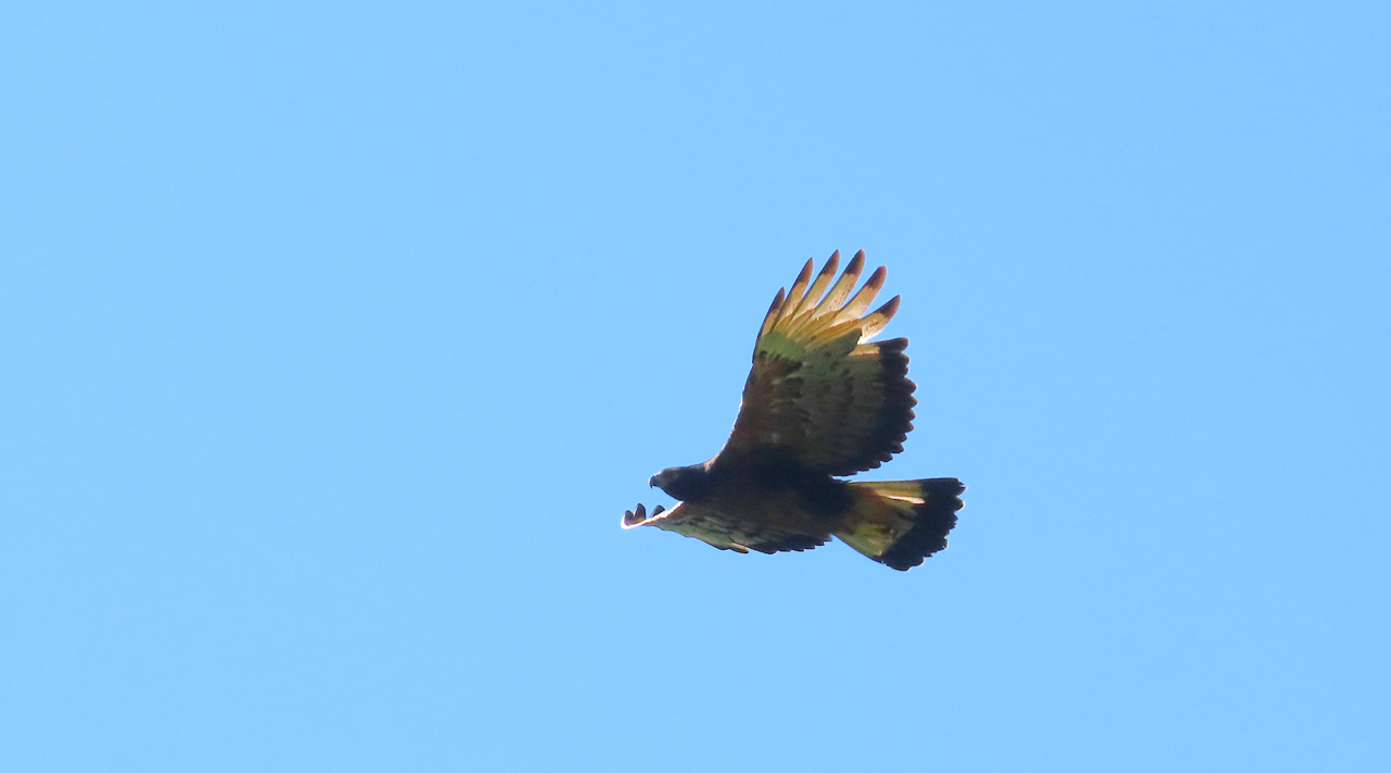 Black-and-chestnut Eagle