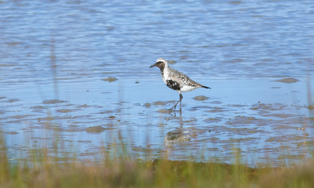 Black-bellied Plover 